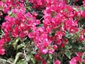 Bougainvillea spectabilis